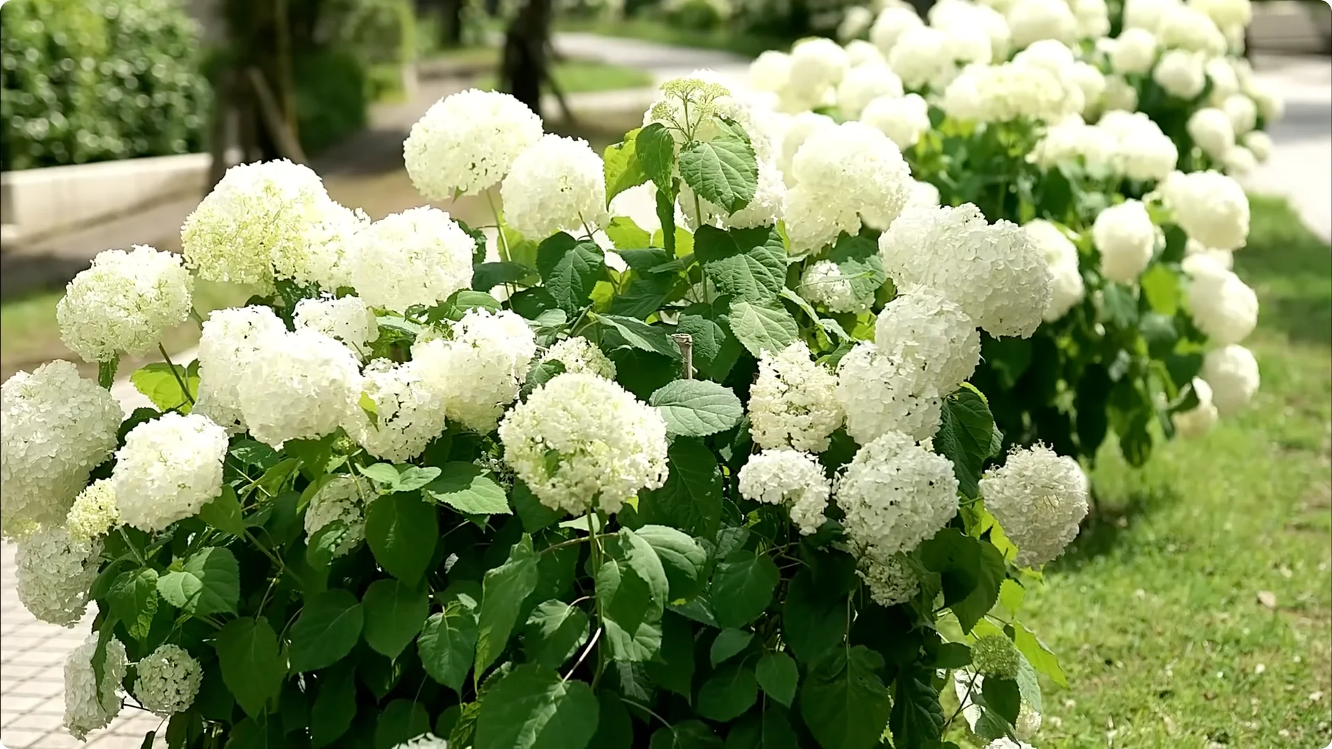 5 Essential Tips for Thriving Spring Hydrangeas screenshot 8