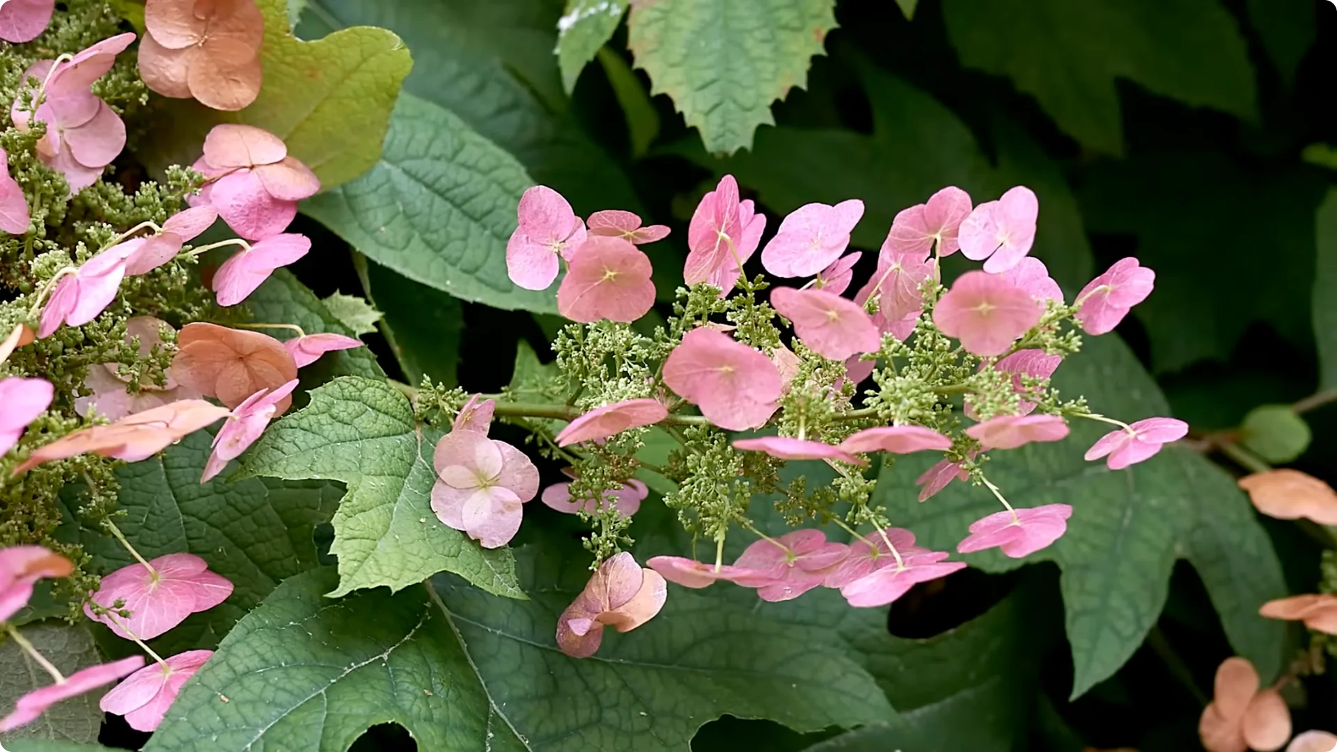 5 Essential Tips for Thriving Spring Hydrangeas screenshot 9