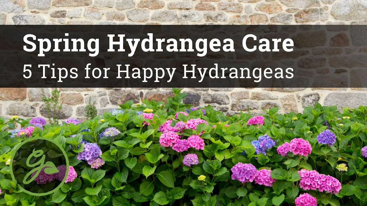 5 Essential Tips for Thriving Spring Hydrangeas - Featured Image