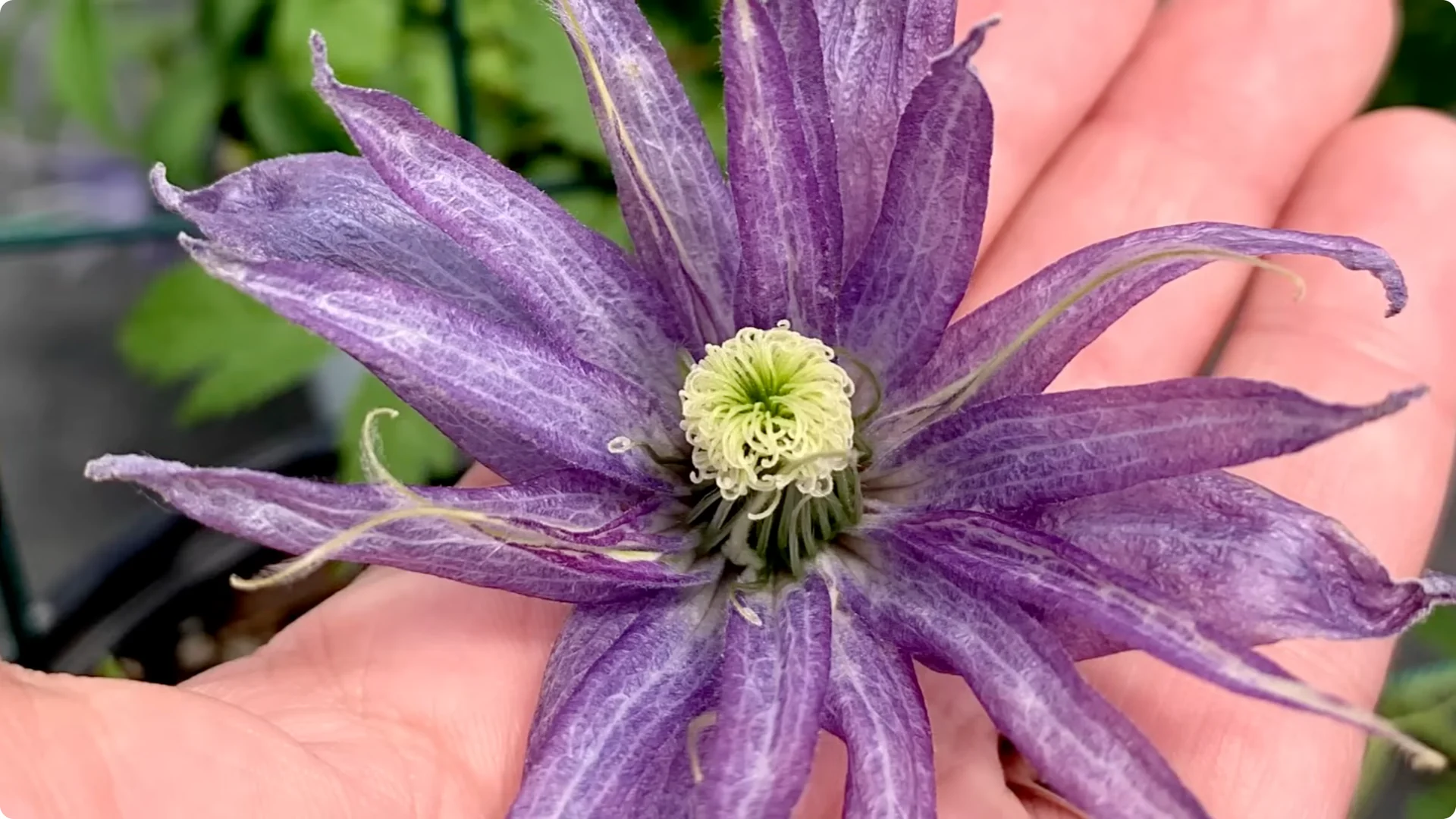5 Surprising Tips to Grow Stunning Clematis Vines screenshot 1