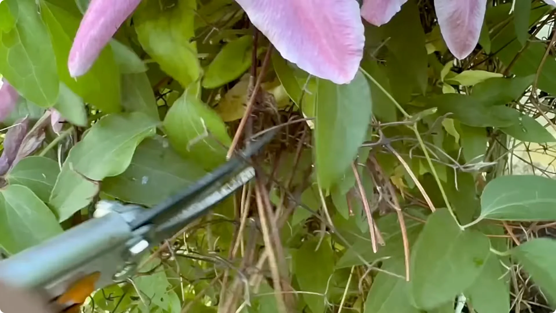 5 Surprising Tips to Grow Stunning Clematis Vines screenshot 2