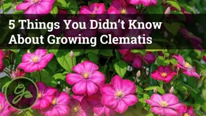 5 Surprising Tips to Grow Stunning Clematis Vines - Featured Image