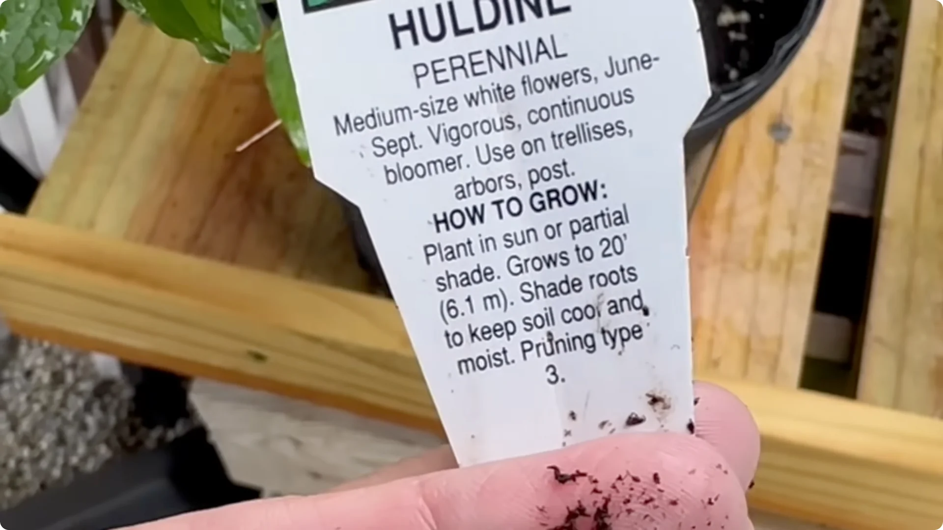 5 Surprising Tips to Grow Stunning Clematis Vines screenshot 4