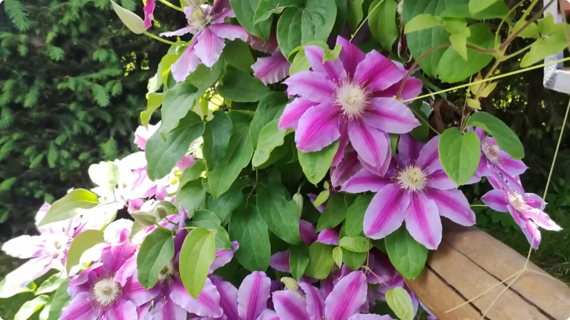 5 Surprising Tips to Grow Stunning Clematis Vines screenshot 5
