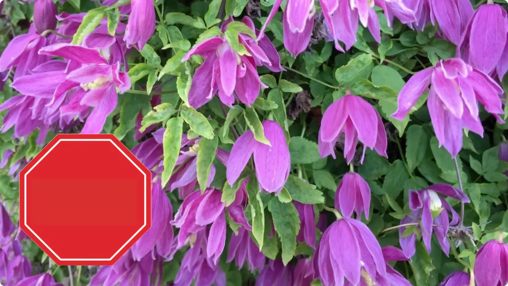 5 Surprising Tips to Grow Stunning Clematis Vines screenshot 6