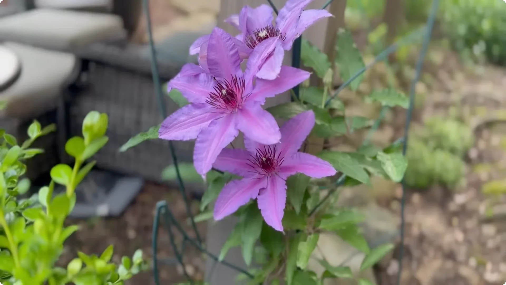 5 Surprising Tips to Grow Stunning Clematis Vines screenshot 7