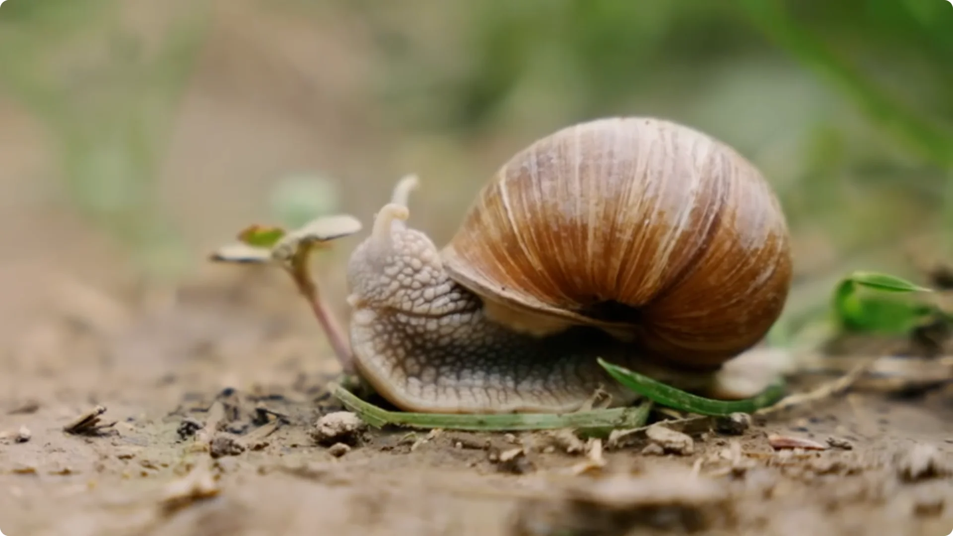 5 Surprising Tips to Grow Stunning Clematis Vines screenshot 9