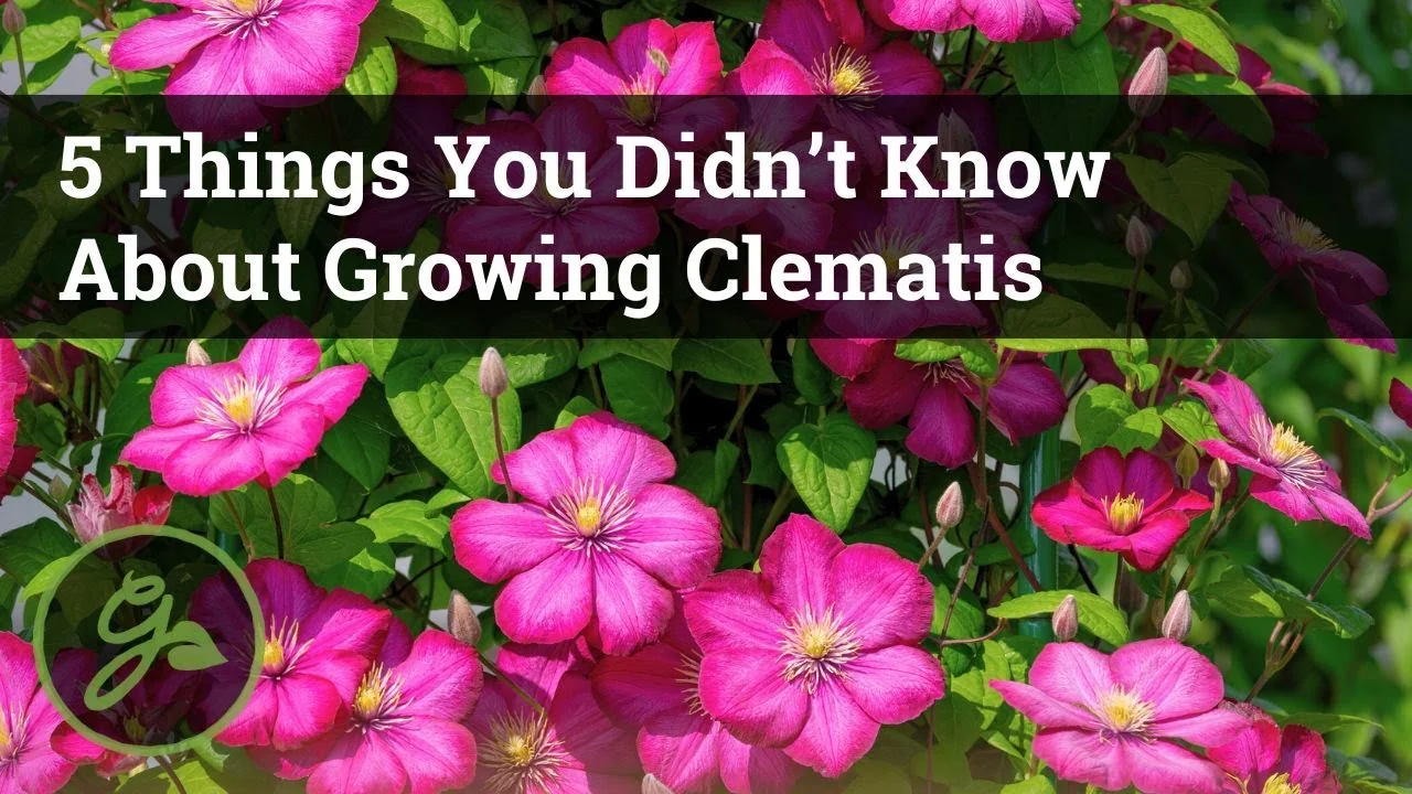 5 Surprising Tips to Grow Stunning Clematis Vines - Featured Image