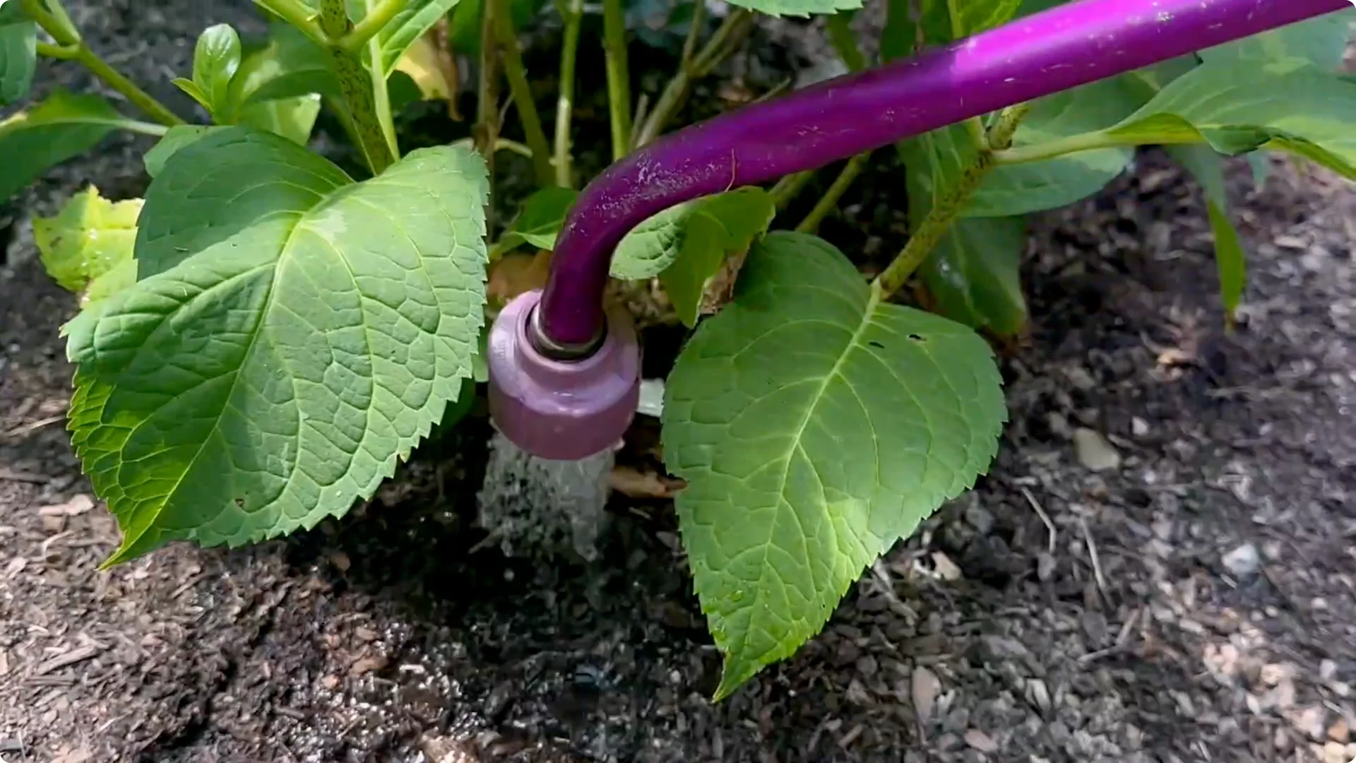 7 Hydrangea Care Mistakes That Could Hurt Your Blooms screenshot 11