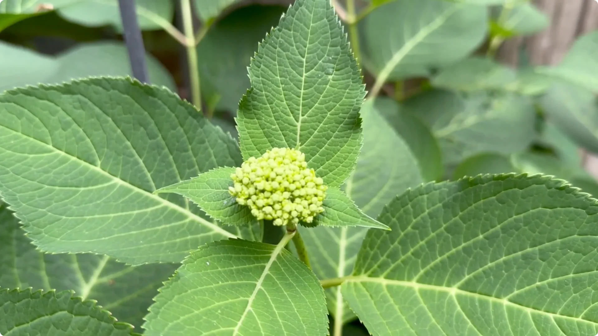 7 Hydrangea Care Mistakes That Could Hurt Your Blooms screenshot 2