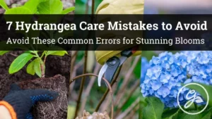 7 Hydrangea Care Mistakes That Could Hurt Your Blooms - Featured Image