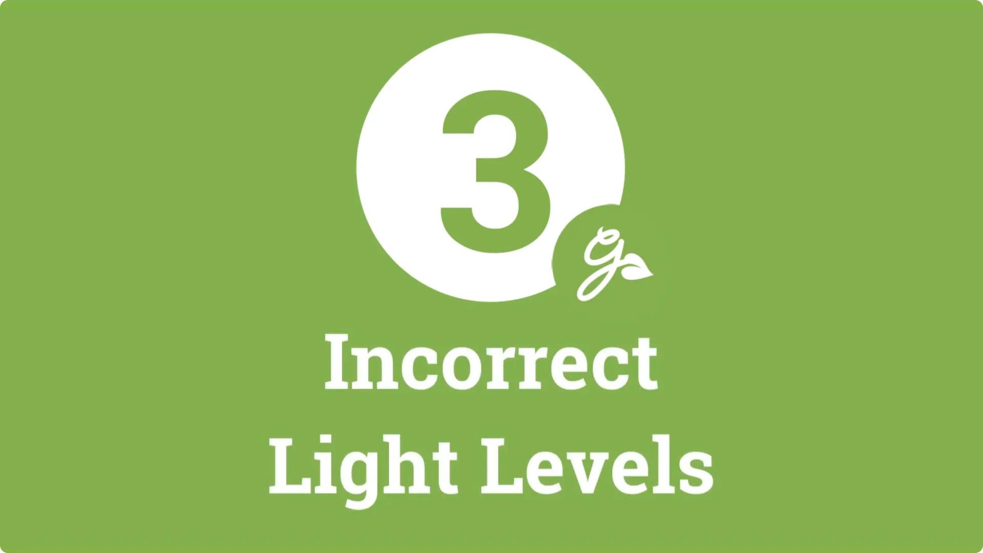 7 Hydrangea Care Mistakes That Could Hurt Your Blooms screenshot 4