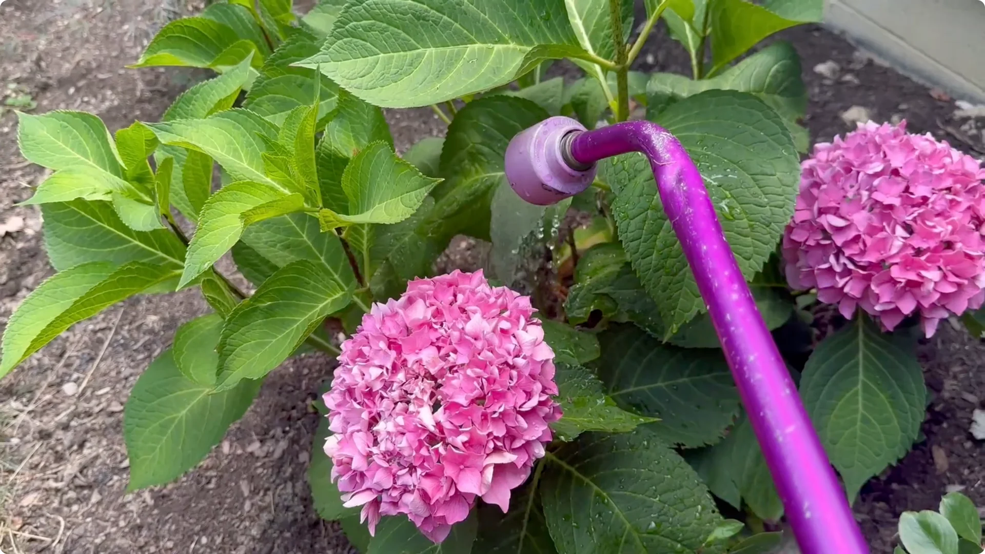 7 Hydrangea Care Mistakes That Could Hurt Your Blooms screenshot 5