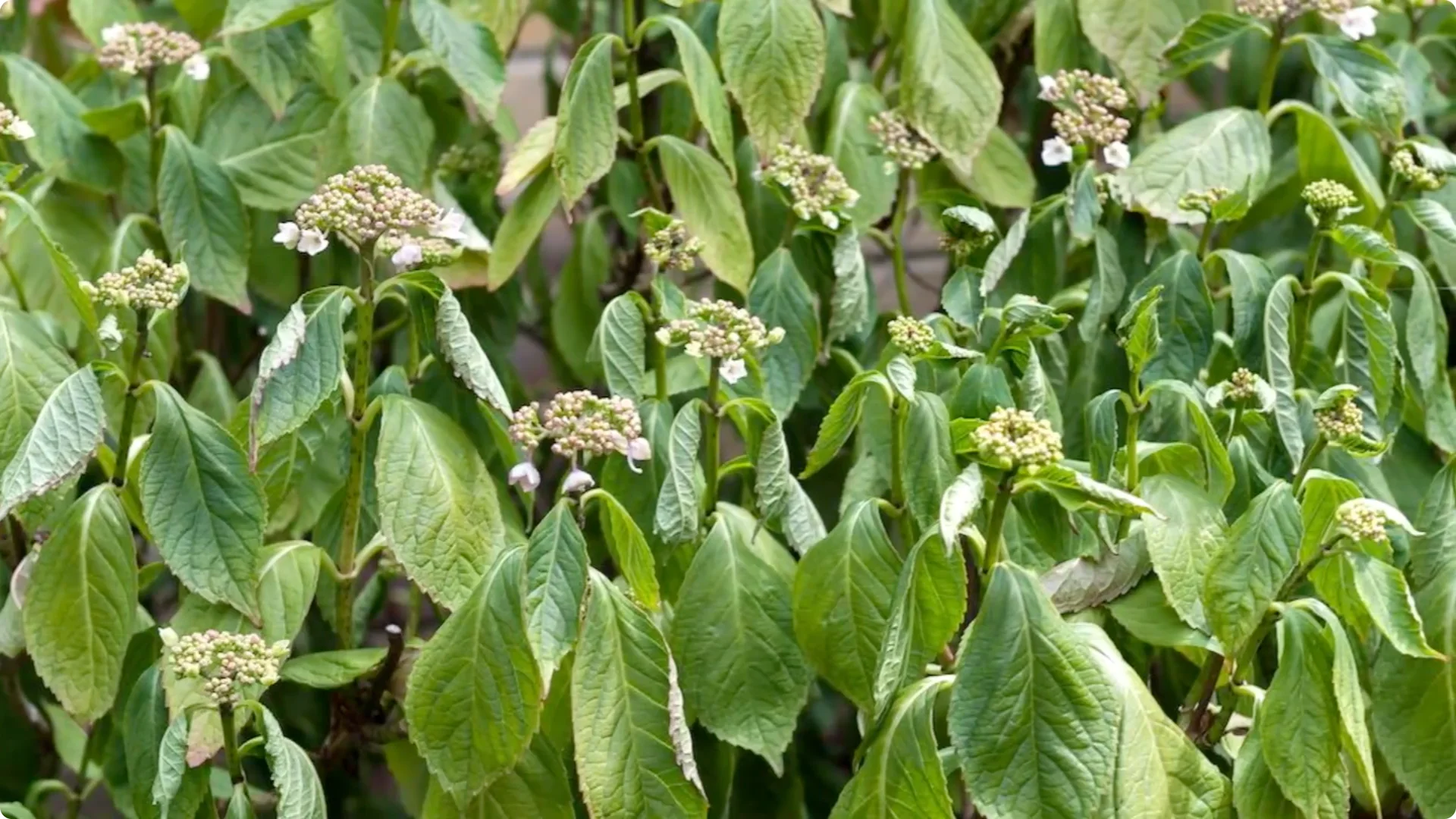 7 Hydrangea Care Mistakes That Could Hurt Your Blooms screenshot 6