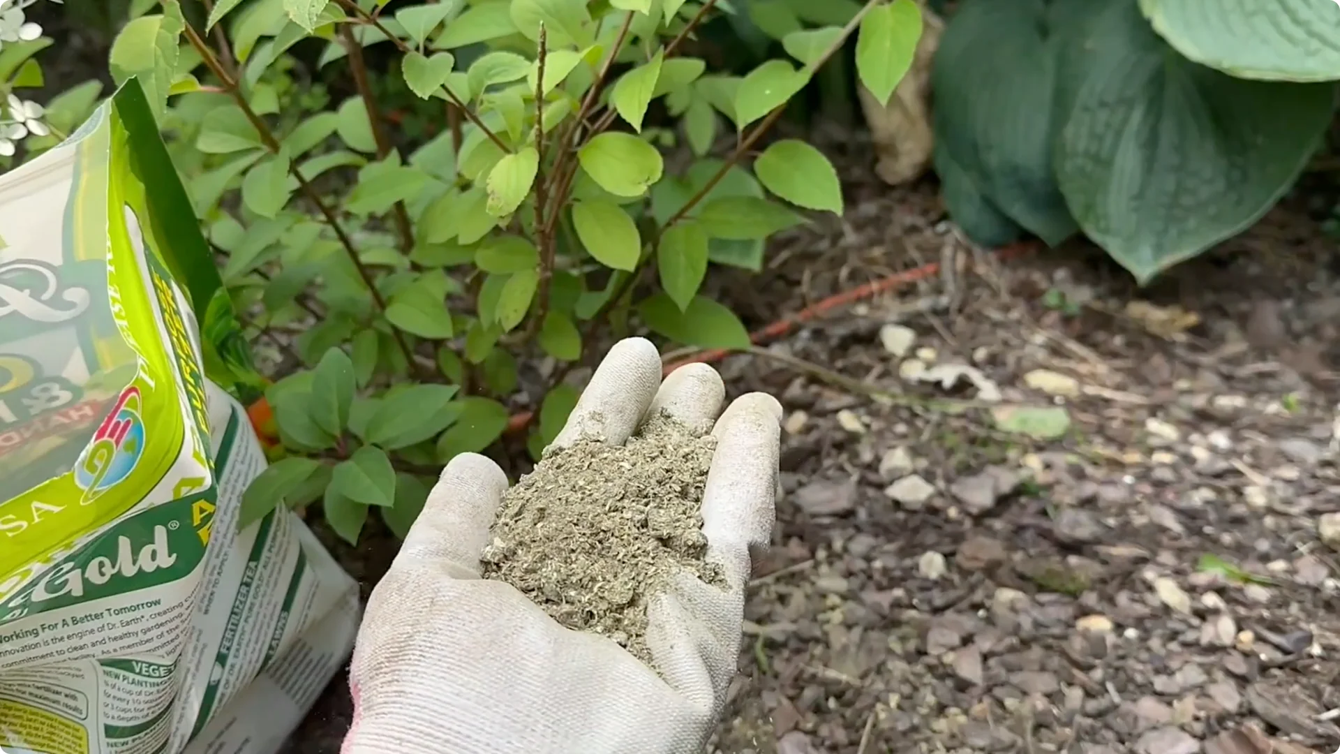 7 Hydrangea Care Mistakes That Could Hurt Your Blooms screenshot 7