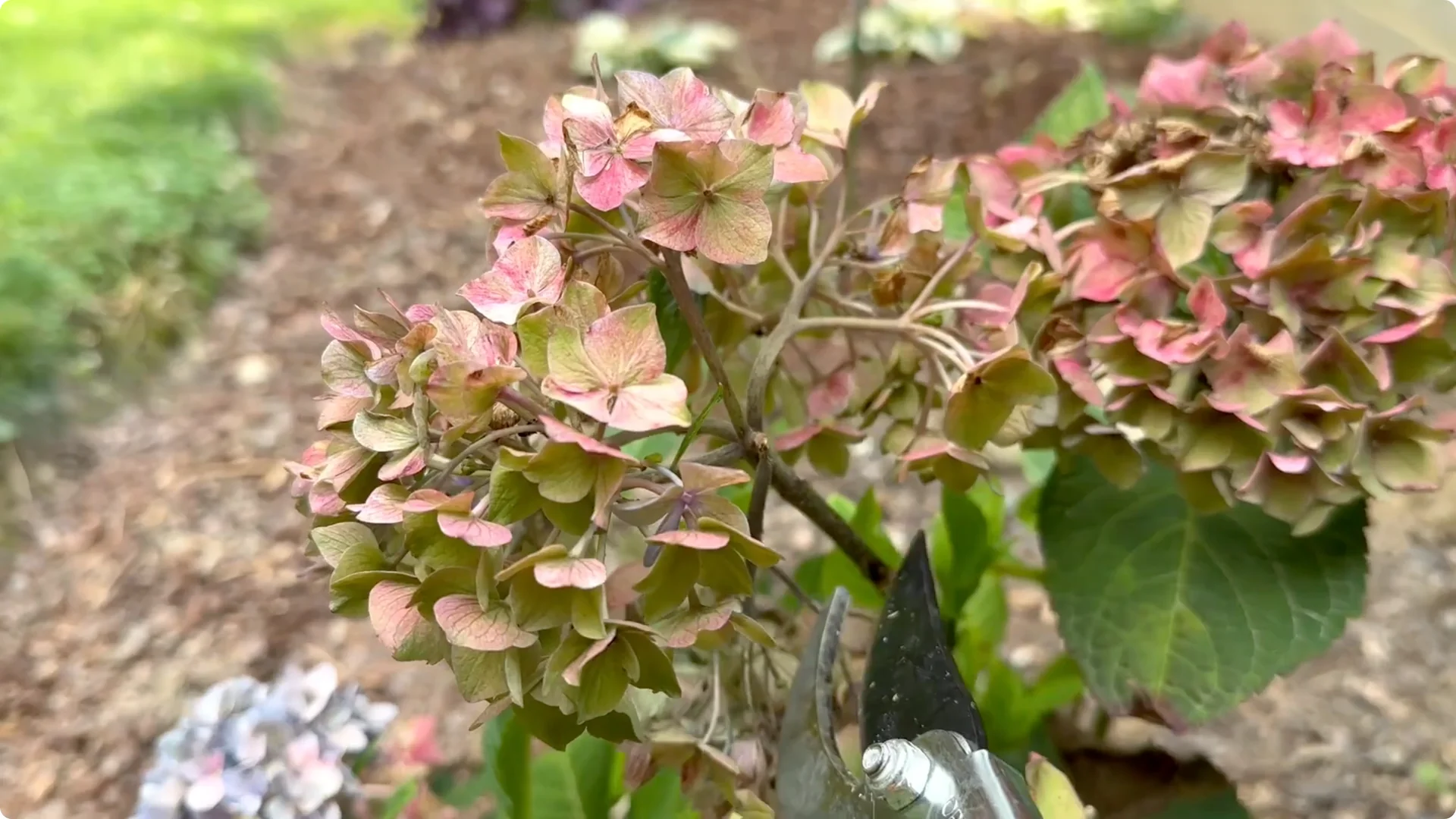 7 Hydrangea Care Mistakes That Could Hurt Your Blooms screenshot 8