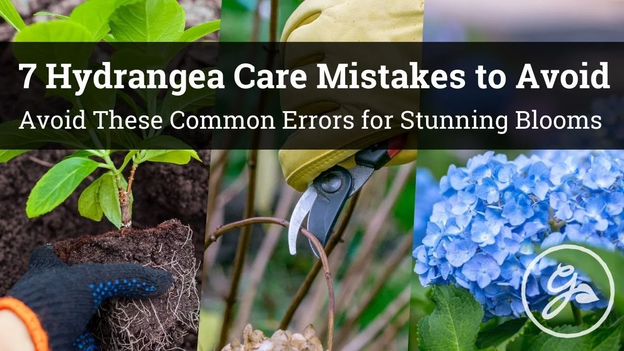7 Hydrangea Care Mistakes That Could Hurt Your Blooms - Featured Image