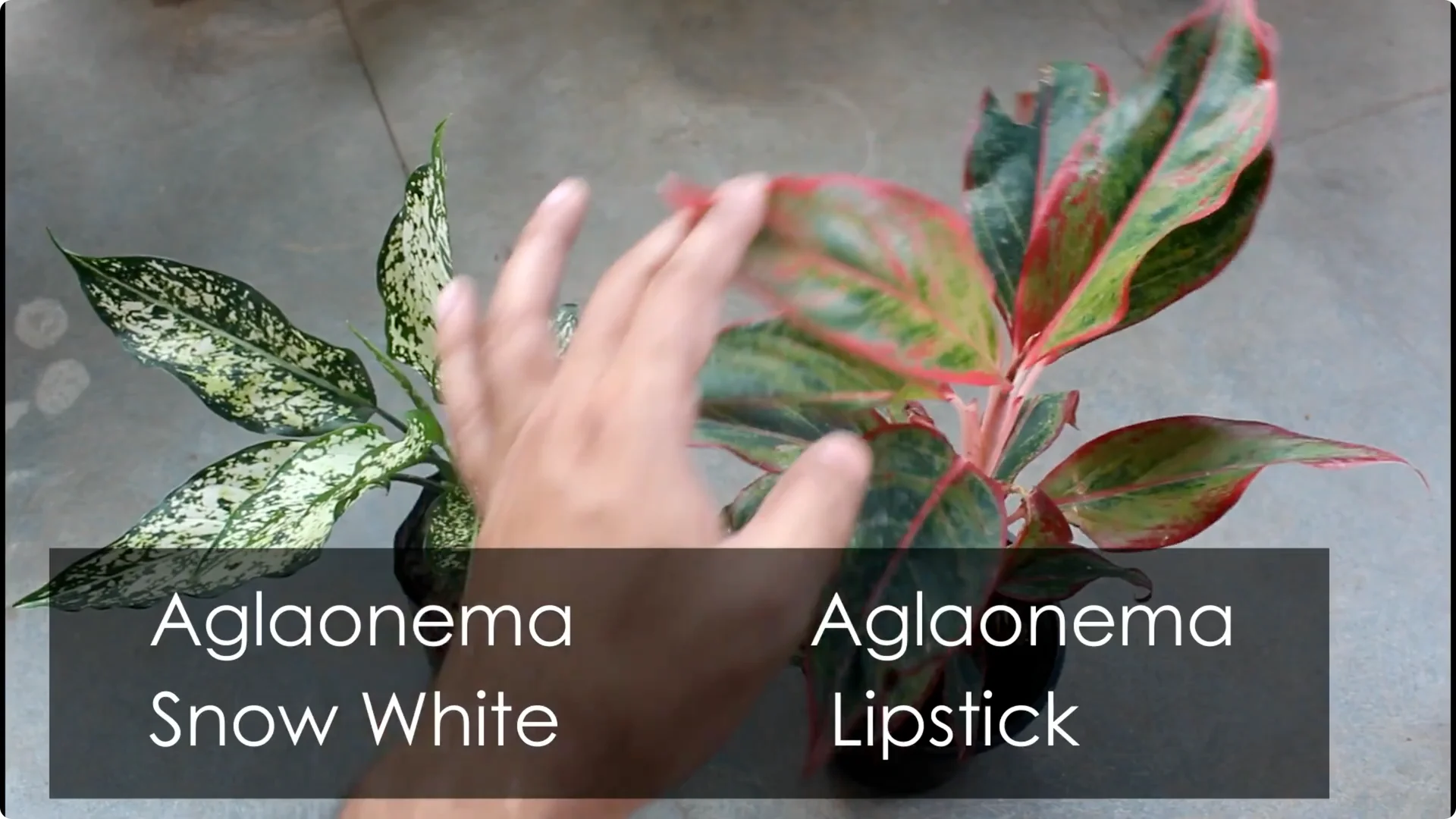 Aglaonema Care Guide: Ideal Soil, Light, Water & Propagation Tips screenshot 1
