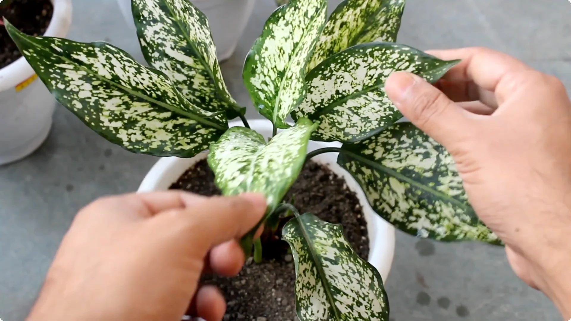 Aglaonema Care Guide: Ideal Soil, Light, Water & Propagation Tips screenshot 10