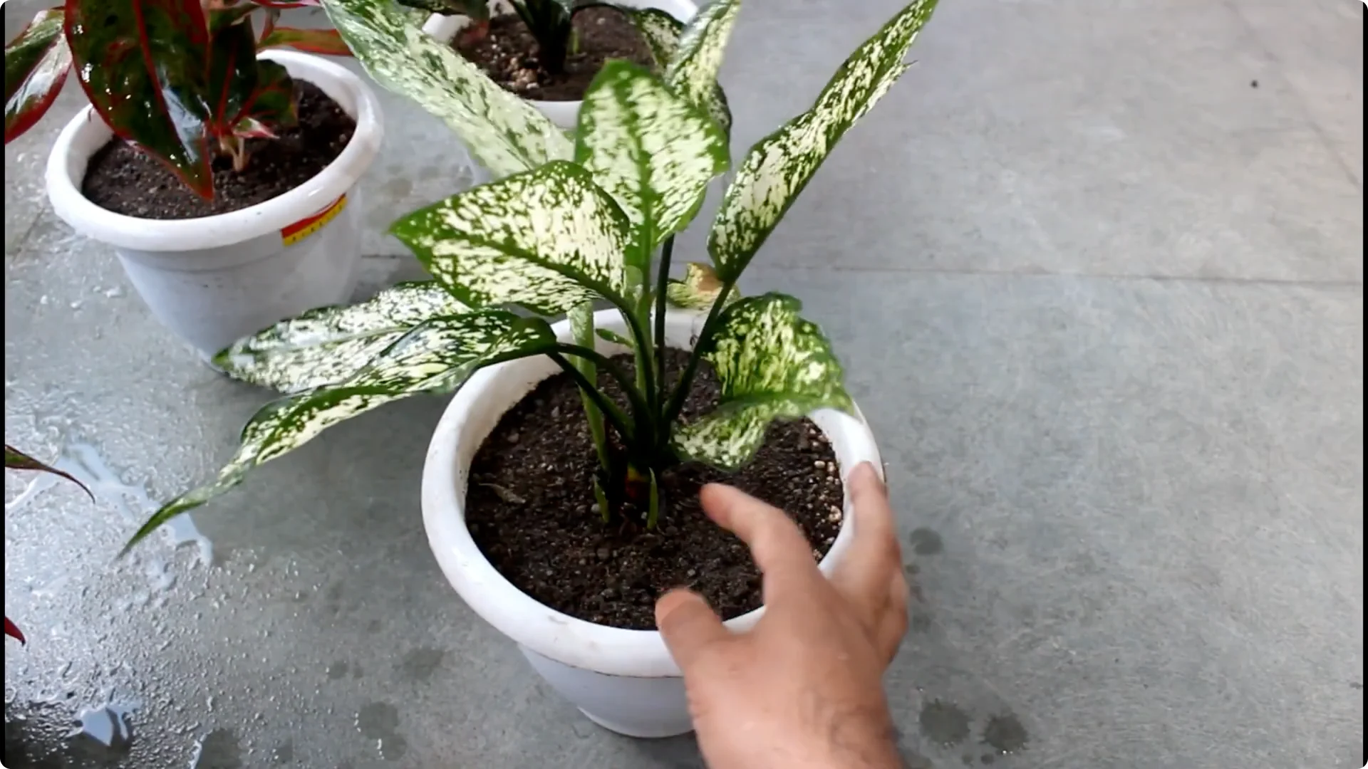 Aglaonema Care Guide: Ideal Soil, Light, Water & Propagation Tips screenshot 12