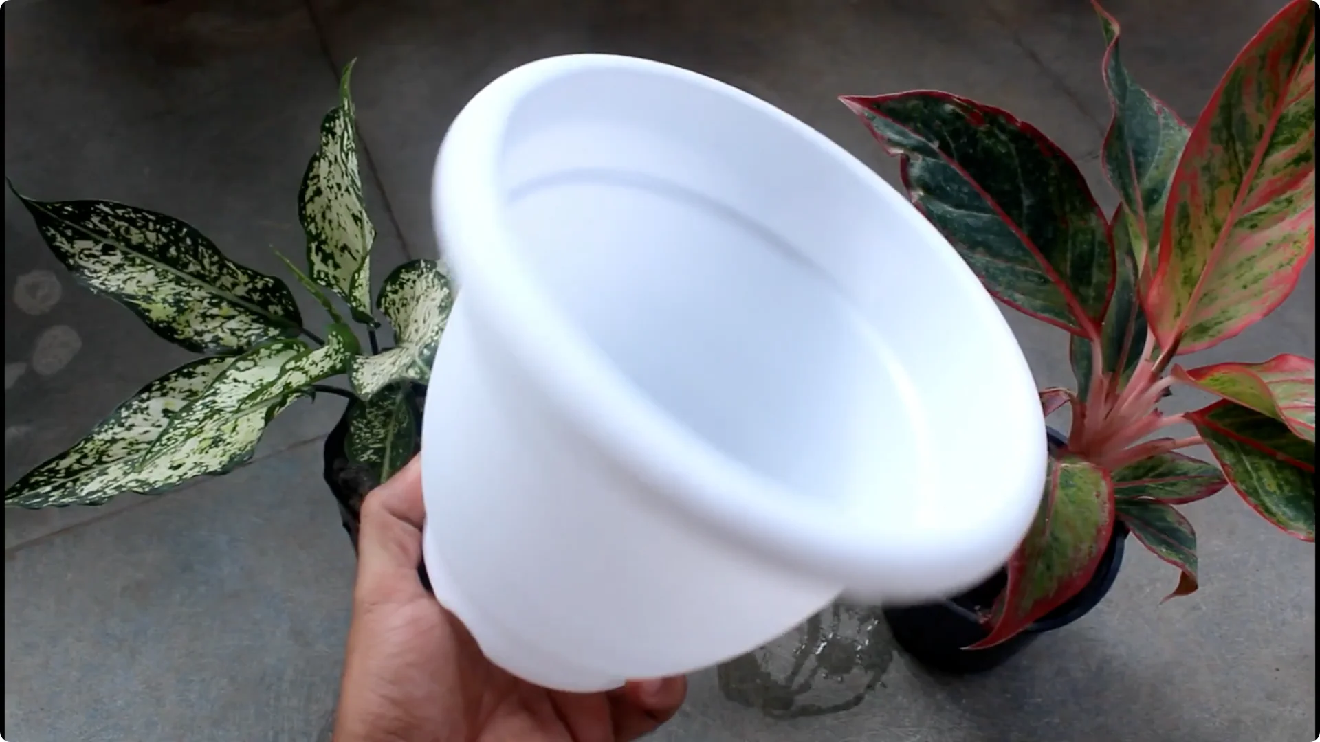 Aglaonema Care Guide: Ideal Soil, Light, Water & Propagation Tips screenshot 2