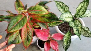 Aglaonema Care Guide: Ideal Soil, Light, Water & Propagation Tips - Featured Image