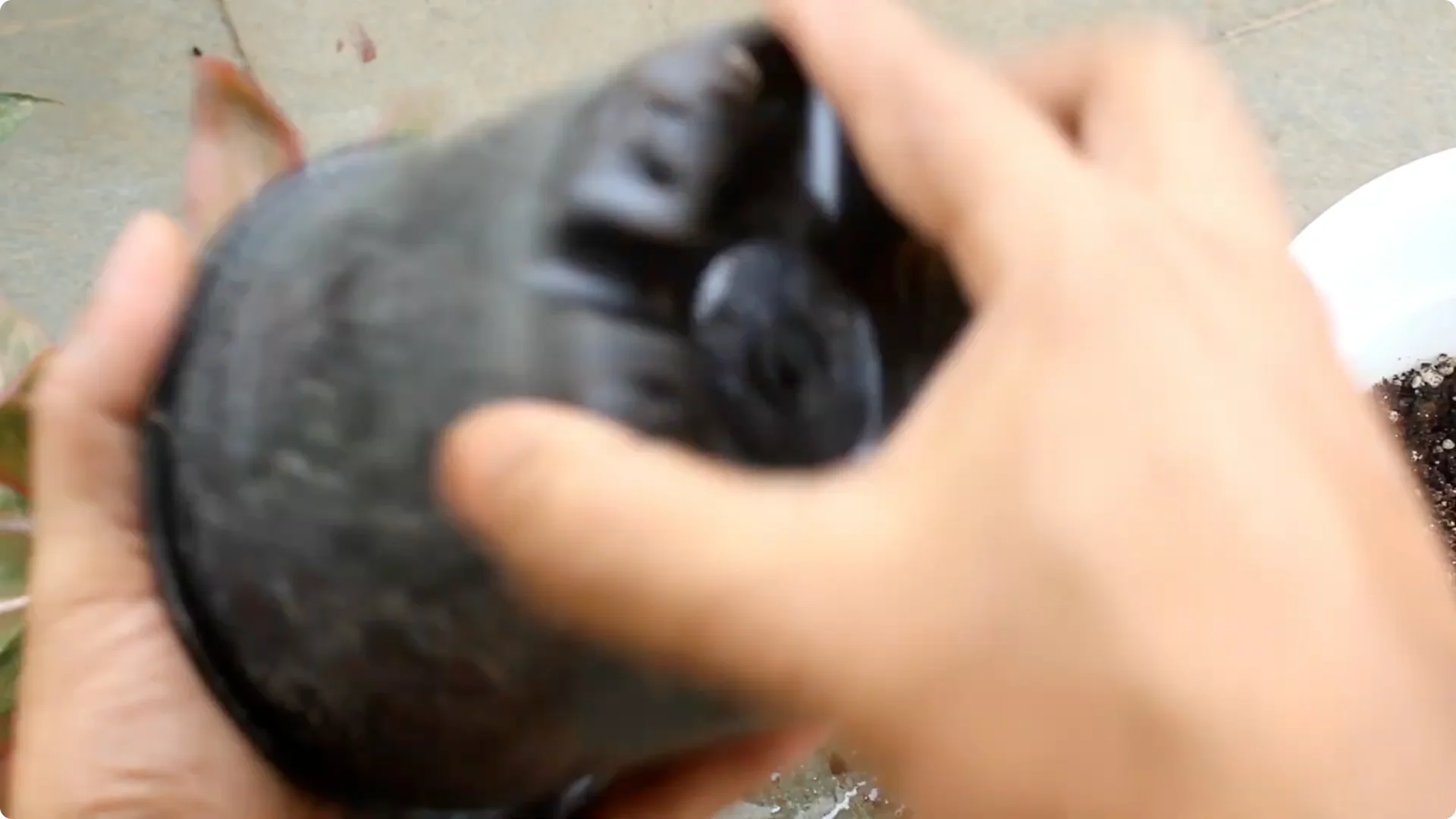 Aglaonema Care Guide: Ideal Soil, Light, Water & Propagation Tips screenshot 4