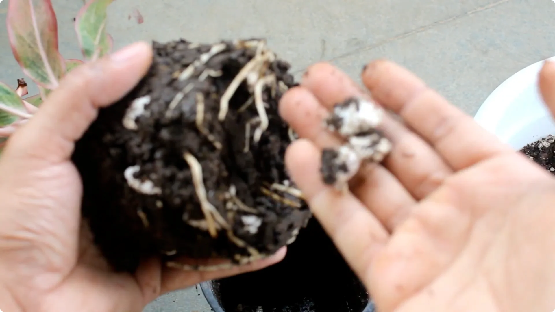 Aglaonema Care Guide: Ideal Soil, Light, Water & Propagation Tips screenshot 5