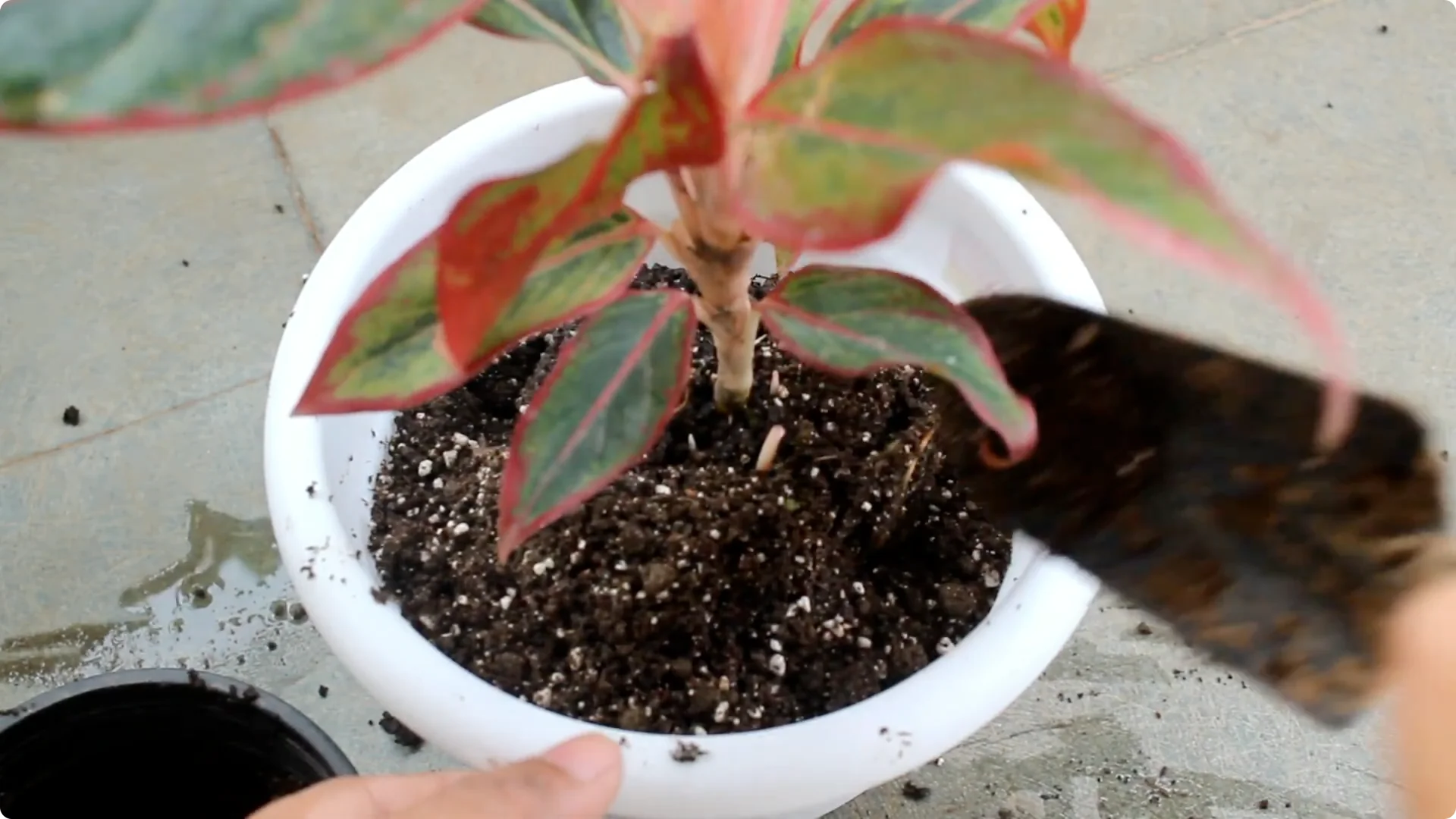 Aglaonema Care Guide: Ideal Soil, Light, Water & Propagation Tips screenshot 6