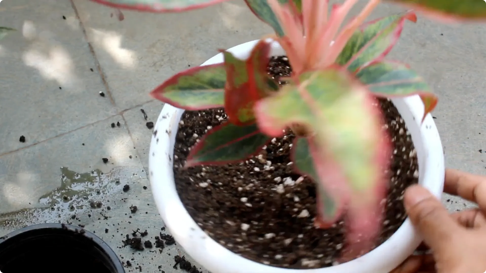 Aglaonema Care Guide: Ideal Soil, Light, Water & Propagation Tips screenshot 7