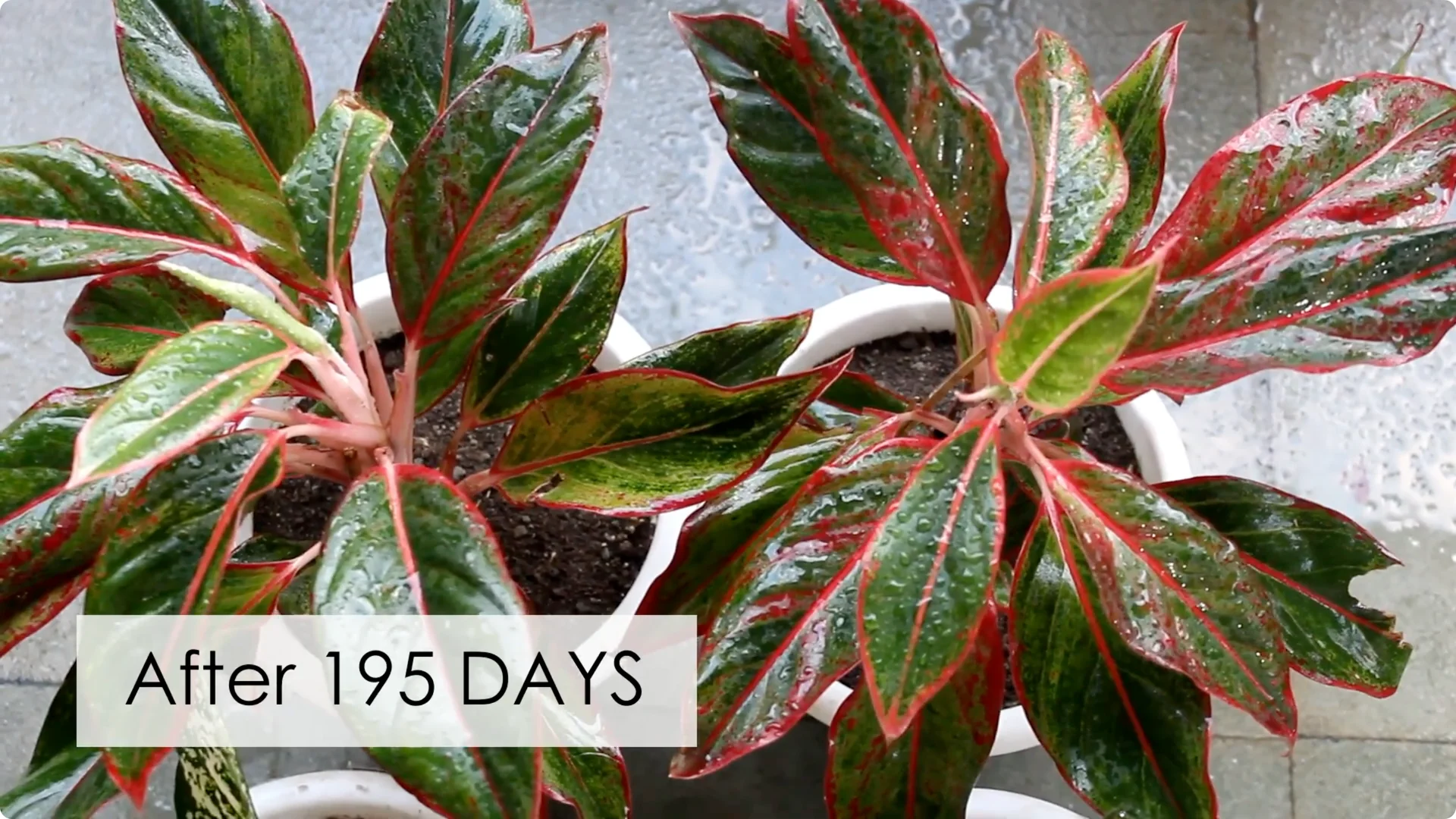 Aglaonema Care Guide: Ideal Soil, Light, Water & Propagation Tips screenshot 8