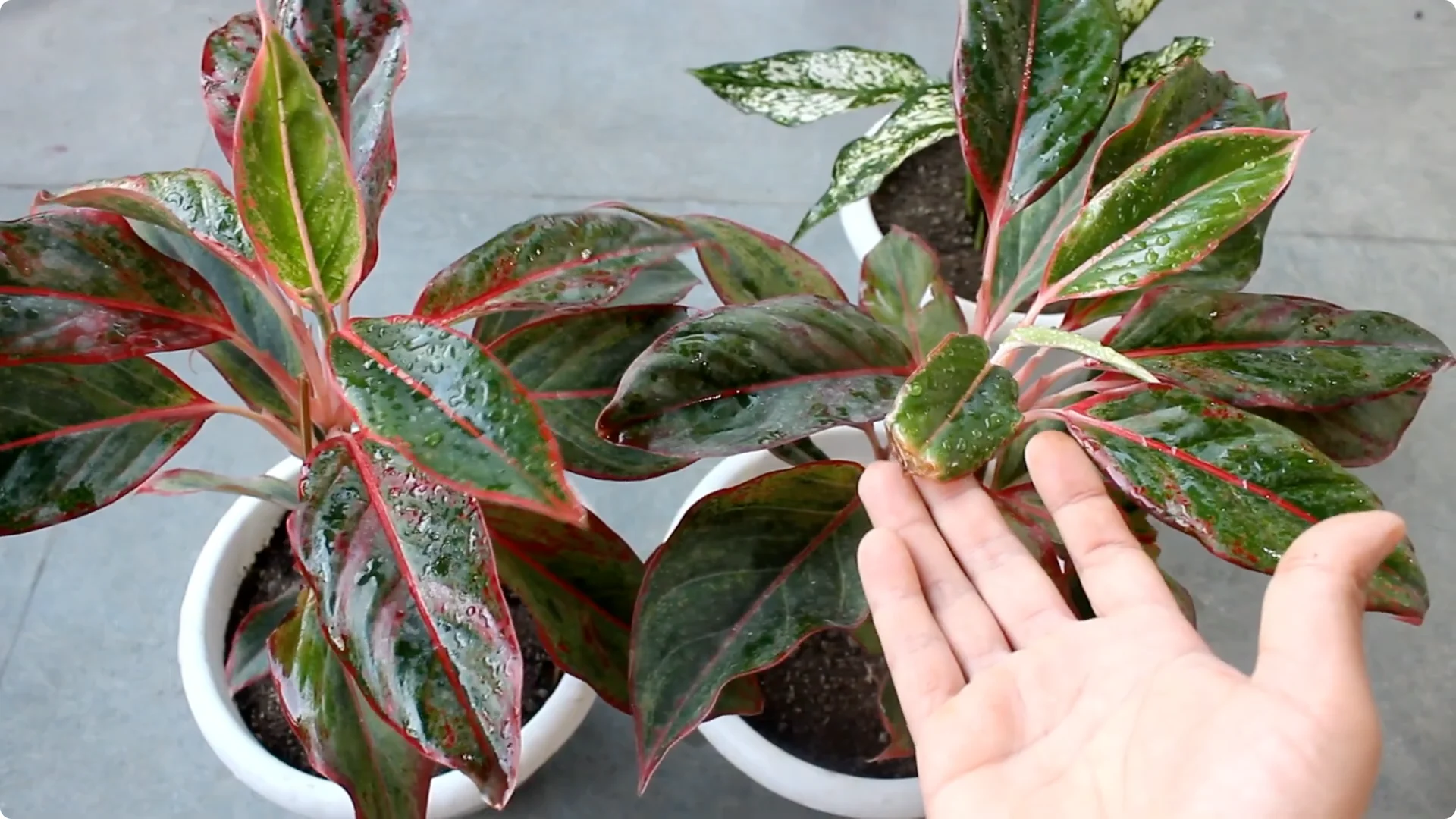 Aglaonema Care Guide: Ideal Soil, Light, Water & Propagation Tips screenshot 9