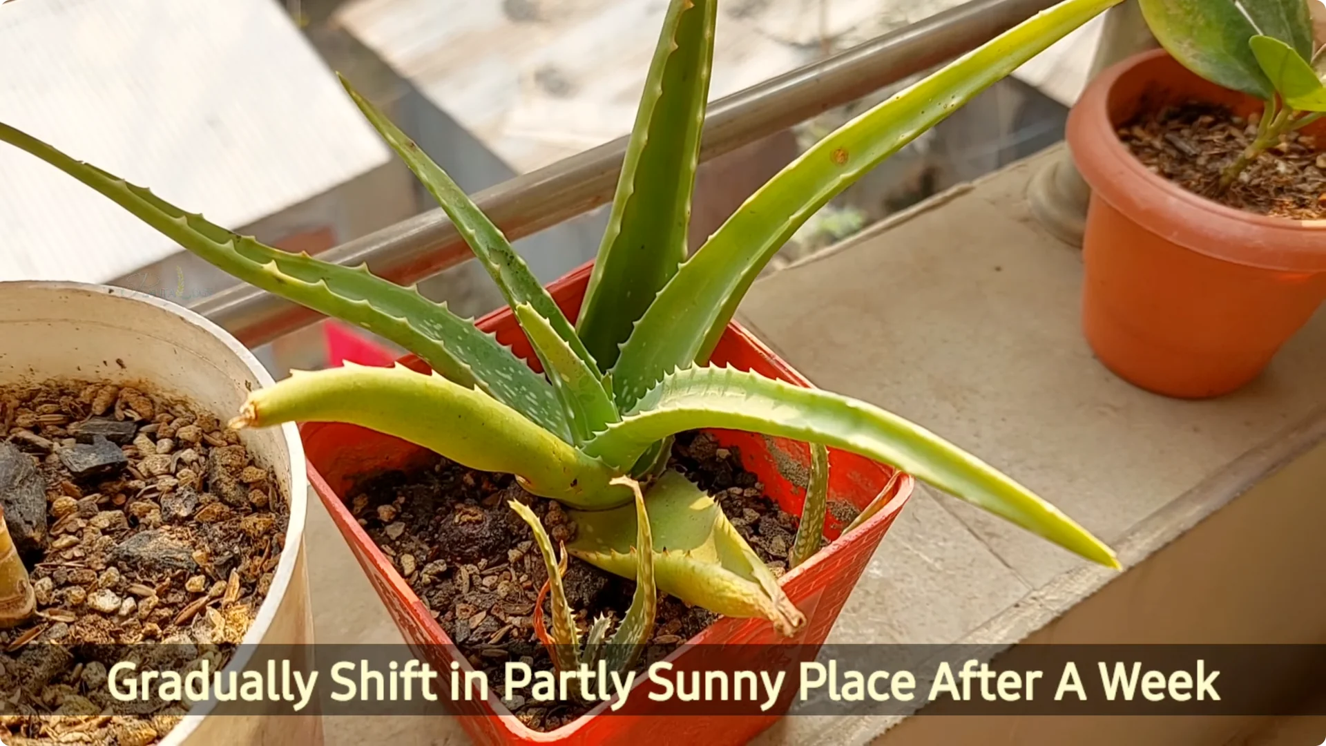 Aloe Vera Plant Care: Surprising Tips You Need to Know screenshot 11