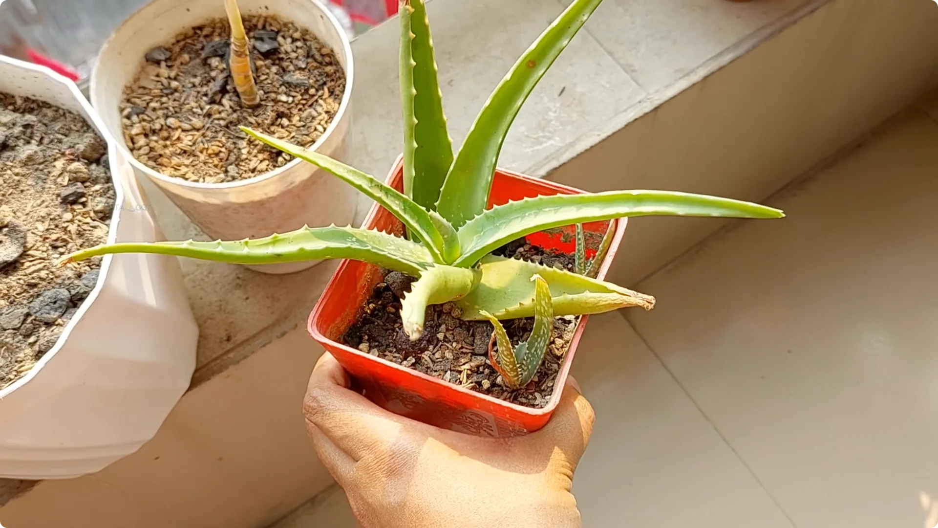 Aloe Vera Plant Care: Surprising Tips You Need to Know screenshot 12