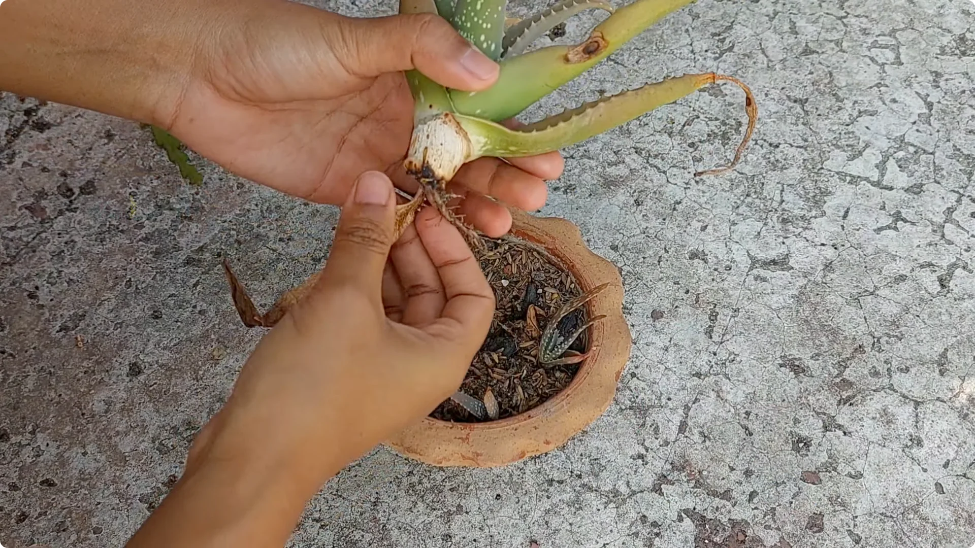 Aloe Vera Plant Care: Surprising Tips You Need to Know screenshot 2