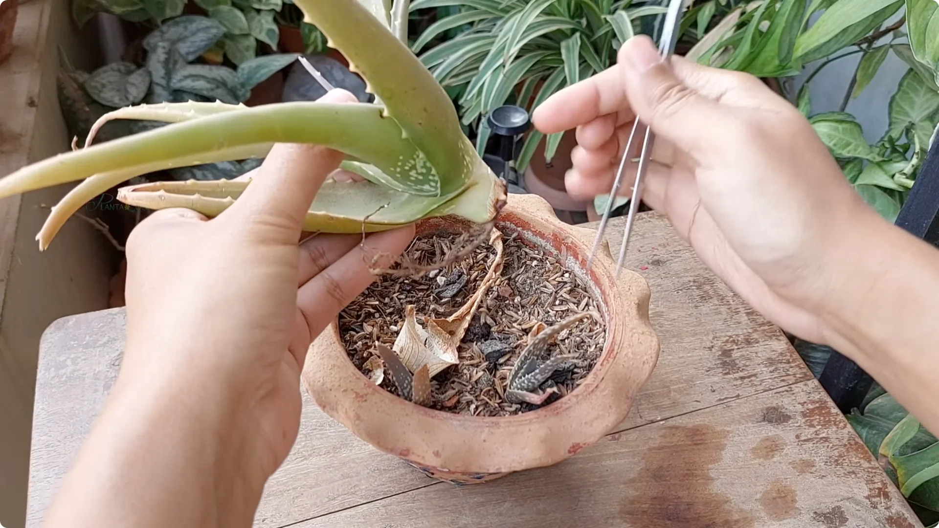 Aloe Vera Plant Care: Surprising Tips You Need to Know screenshot 3