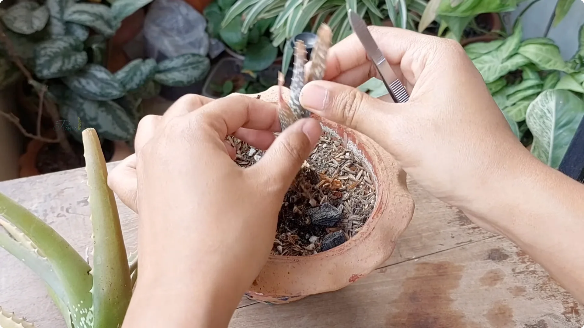 Aloe Vera Plant Care: Surprising Tips You Need to Know screenshot 4