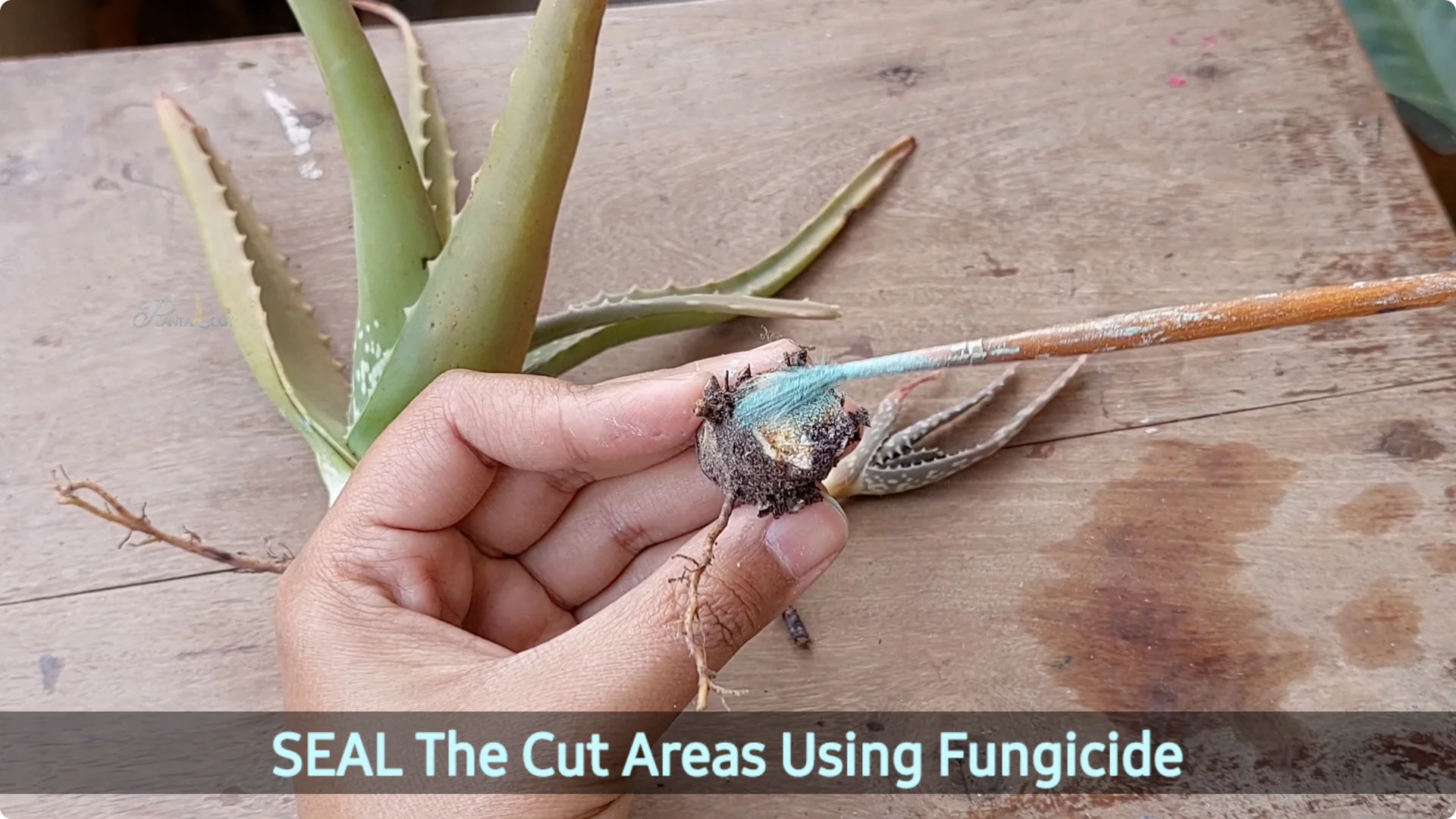 Aloe Vera Plant Care: Surprising Tips You Need to Know screenshot 5