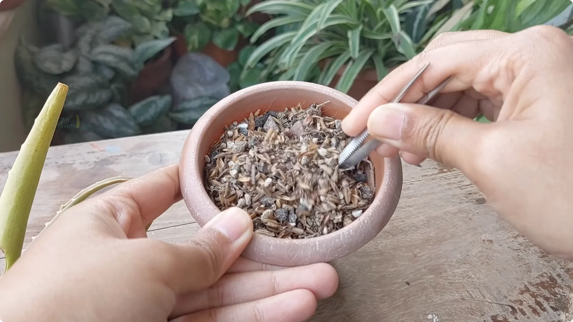 Aloe Vera Plant Care: Surprising Tips You Need to Know screenshot 6