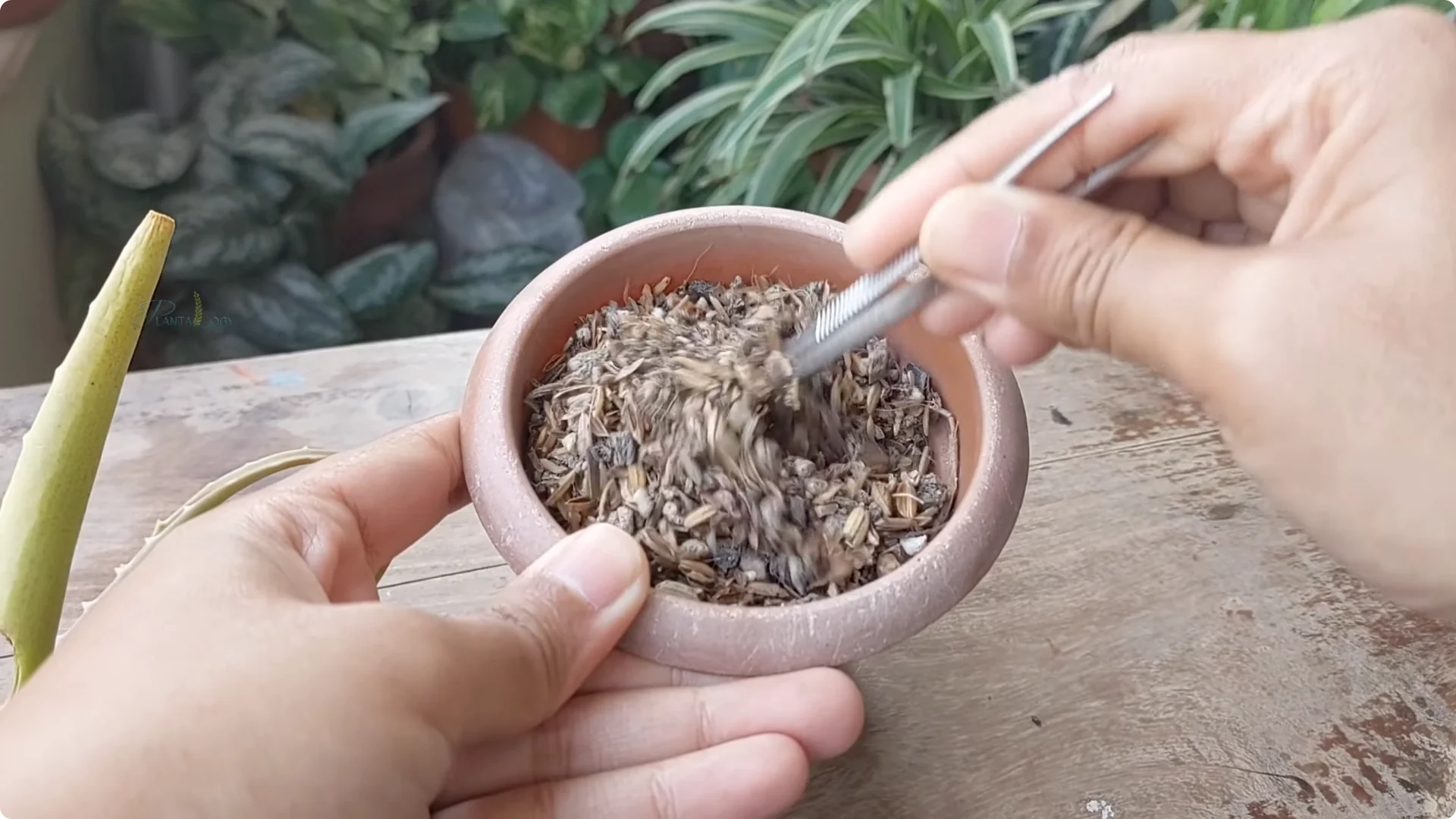 Aloe Vera Plant Care: Surprising Tips You Need to Know screenshot 7