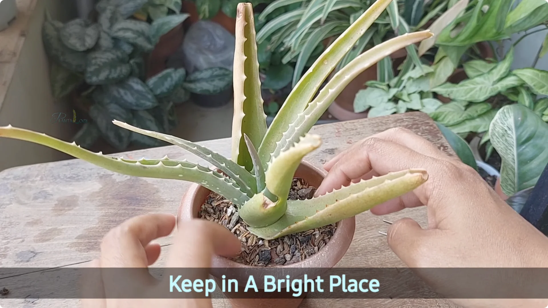 Aloe Vera Plant Care: Surprising Tips You Need to Know screenshot 8
