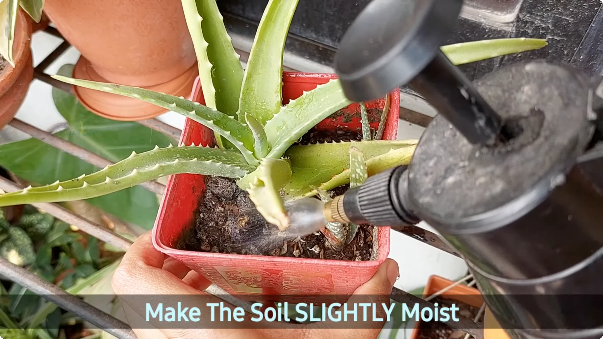 Aloe Vera Plant Care: Surprising Tips You Need to Know screenshot 9