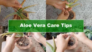 Aloe Vera Plant Care: Surprising Tips You Need to Know - Featured Image
