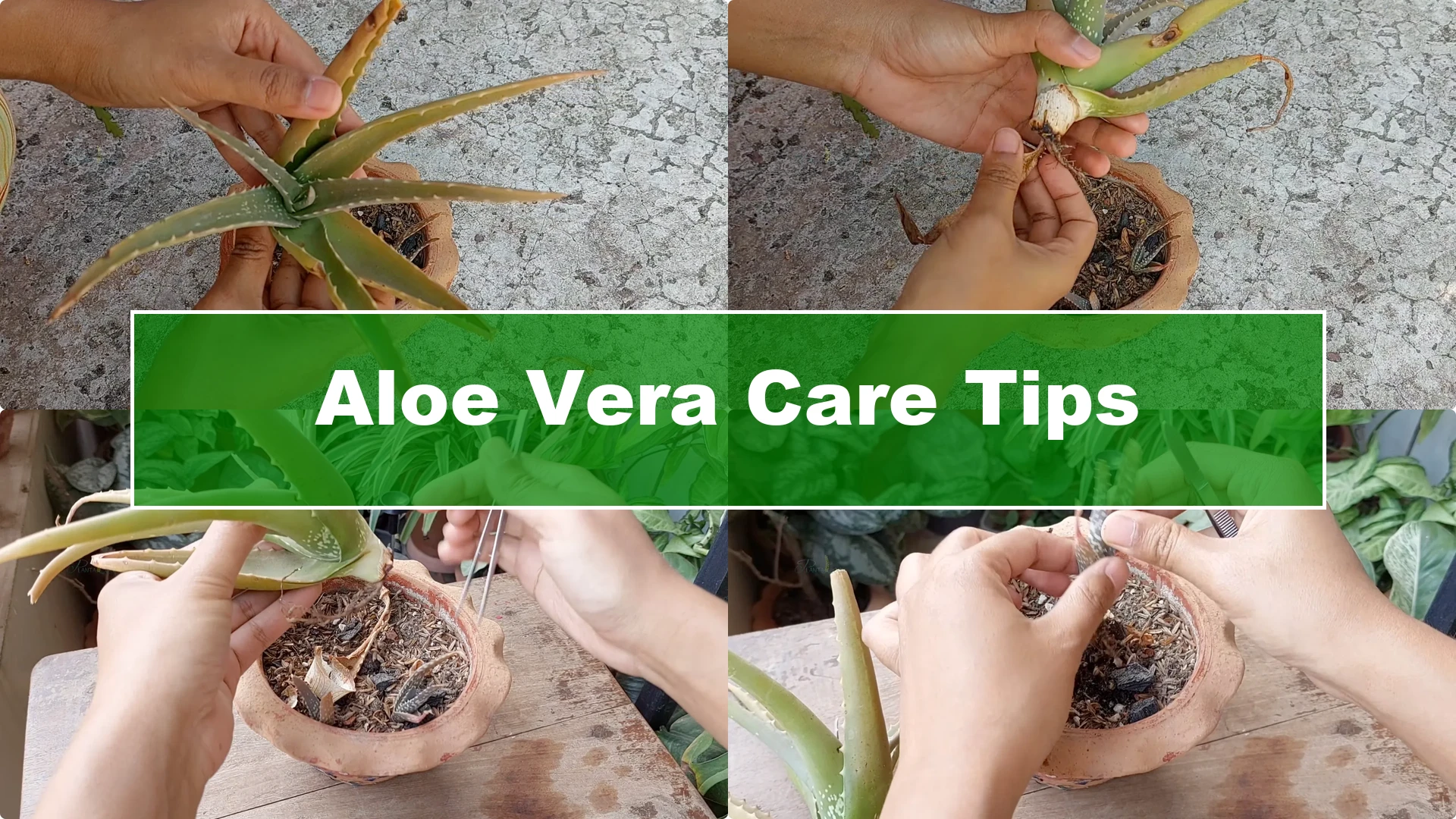 Aloe Vera Plant Care: Surprising Tips You Need to Know - Featured Image