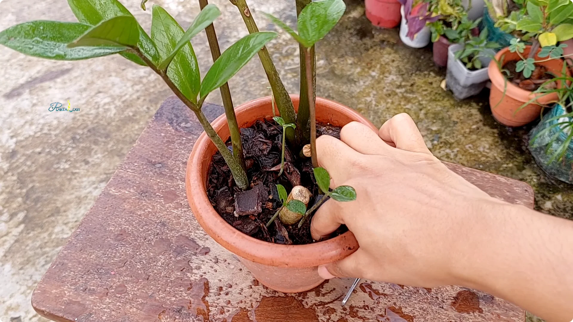 Are You Making These 2 Common ZZ Plant Care Mistakes? screenshot 4