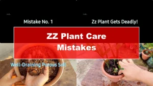 Are You Making These 2 Common ZZ Plant Care Mistakes? - Featured Image