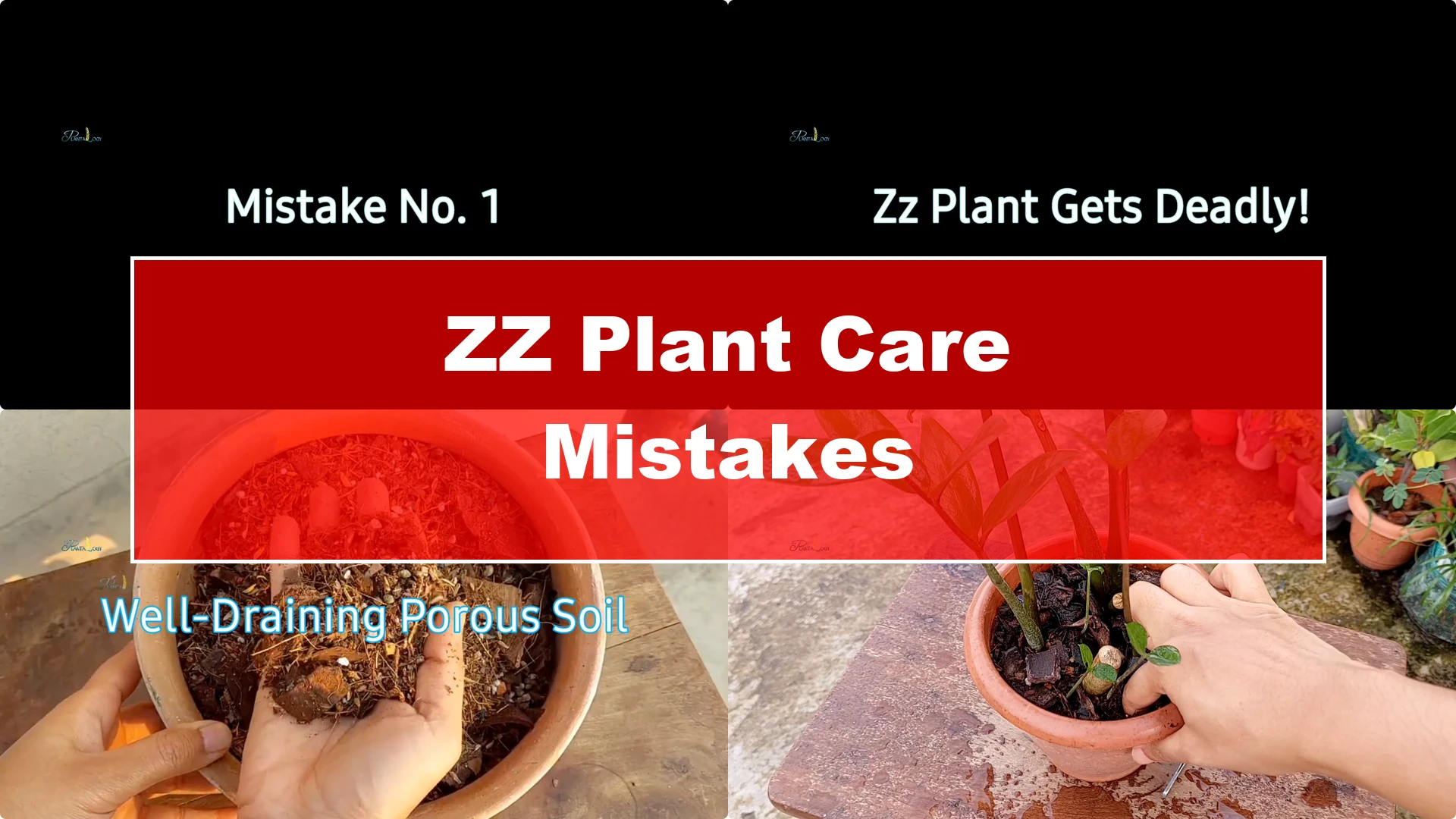 Are You Making These 2 Common ZZ Plant Care Mistakes? - Featured Image