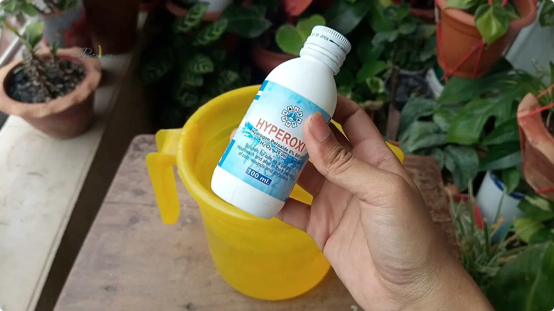 Common Mistakes to Avoid When Saving a Dying Plant screenshot 1