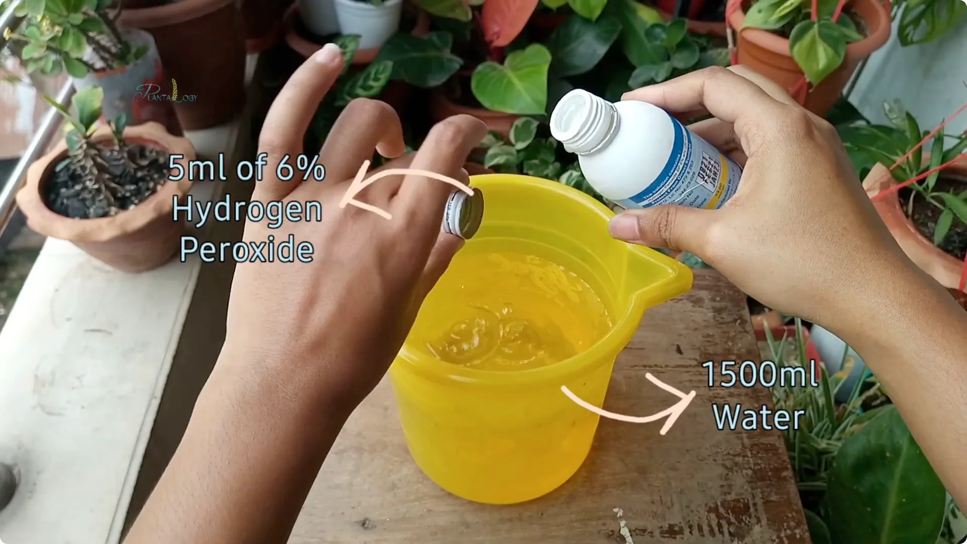 Common Mistakes to Avoid When Saving a Dying Plant screenshot 2