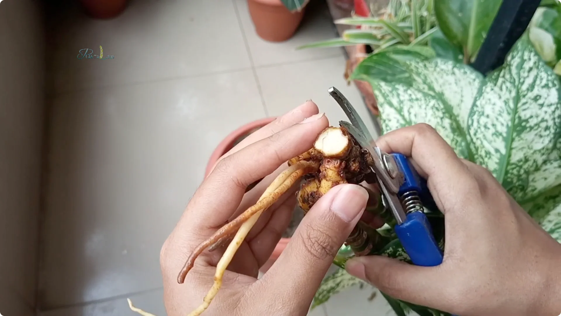 Common Mistakes to Avoid When Saving a Dying Plant screenshot 3